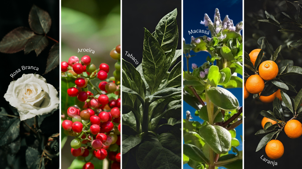 As plantas e seus usos tradicionais | Mandala das Plantas