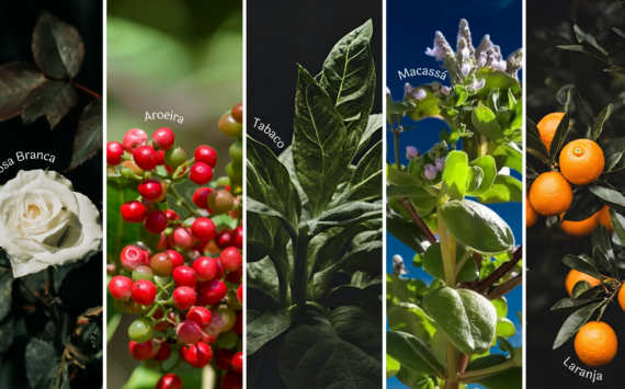 As plantas e seus usos tradicionais | Mandala das Plantas